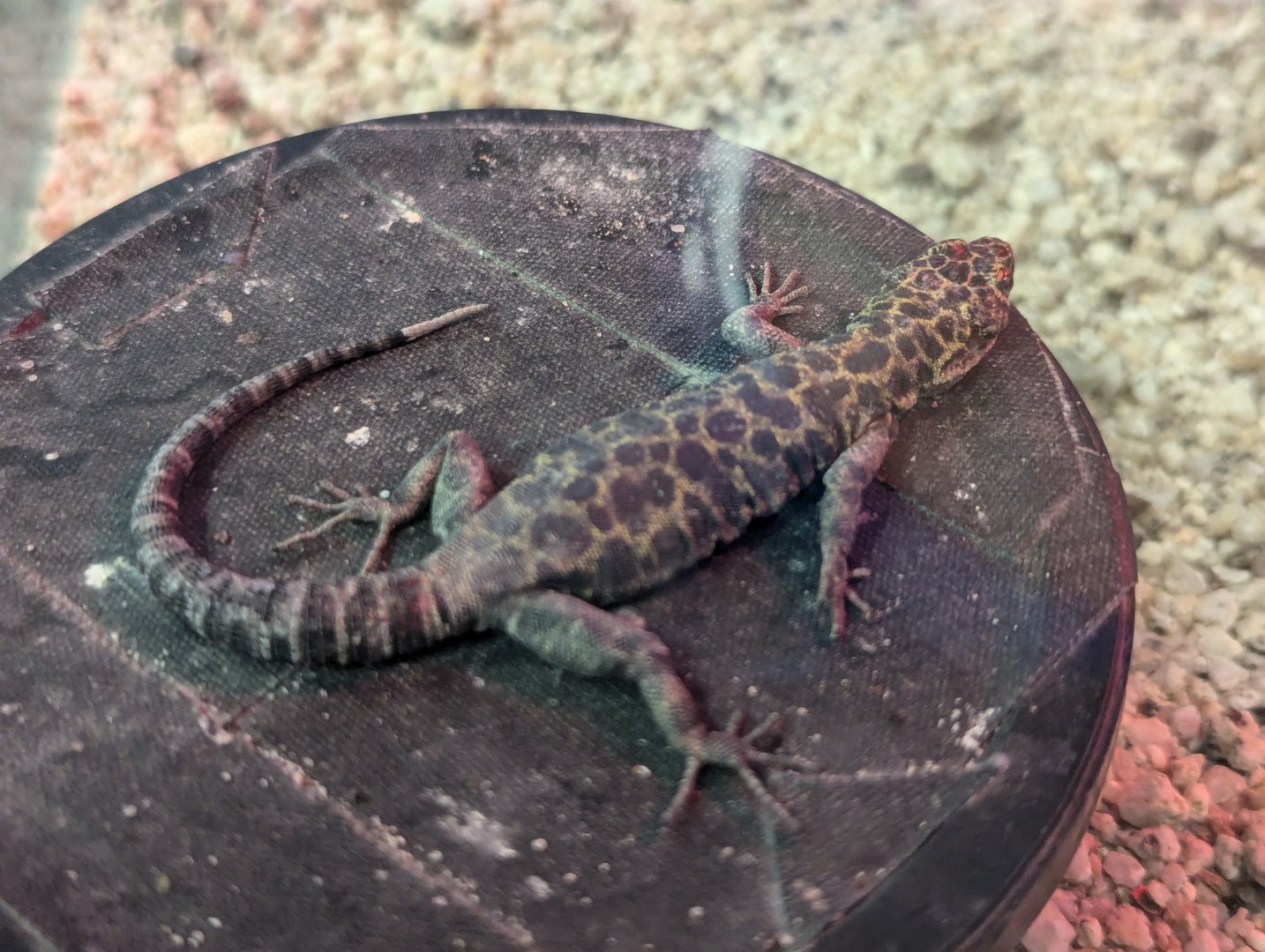 Granite Night Lizard