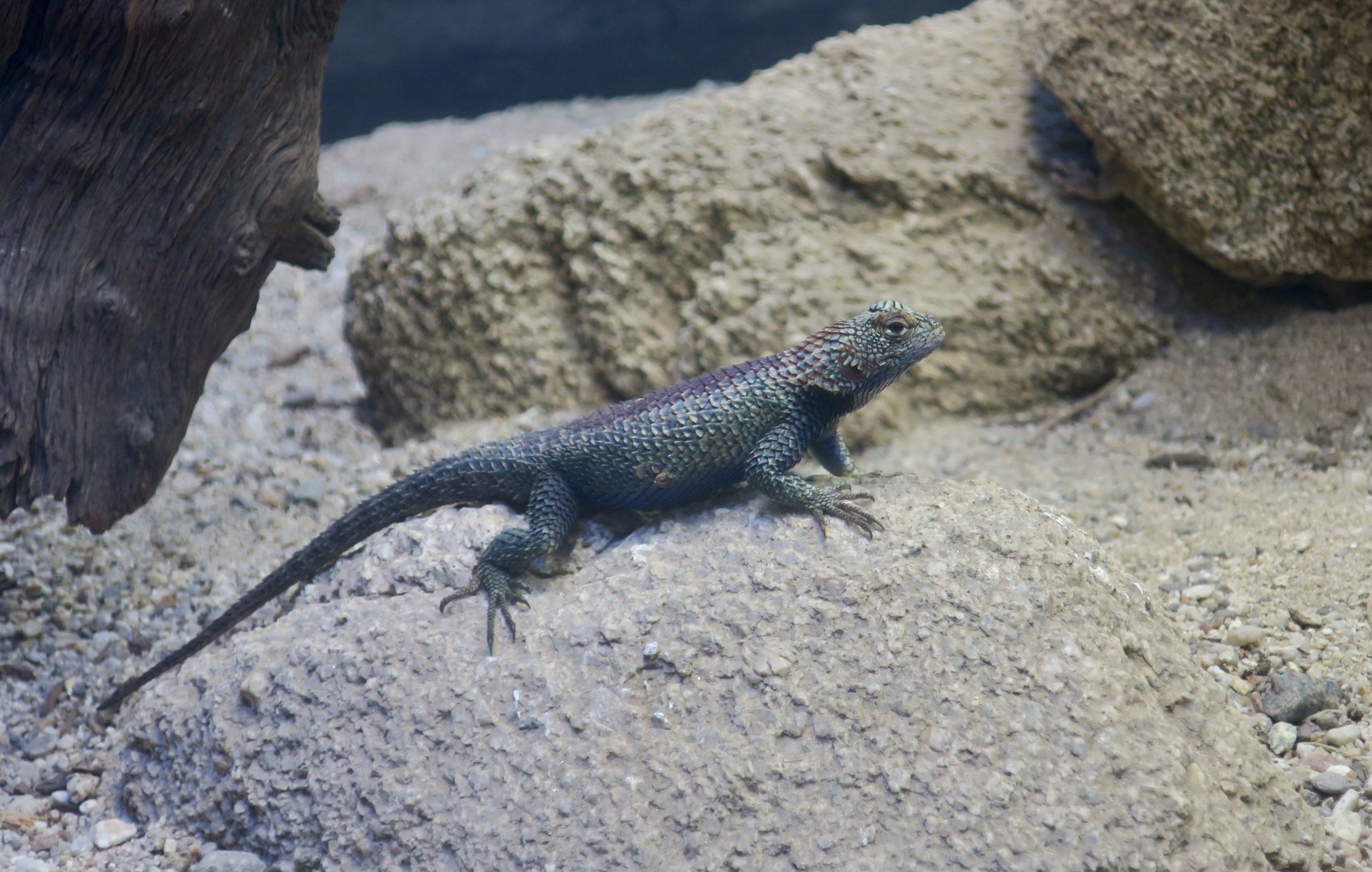 Granite Spiny Lizard (Sceloporus orcutti)