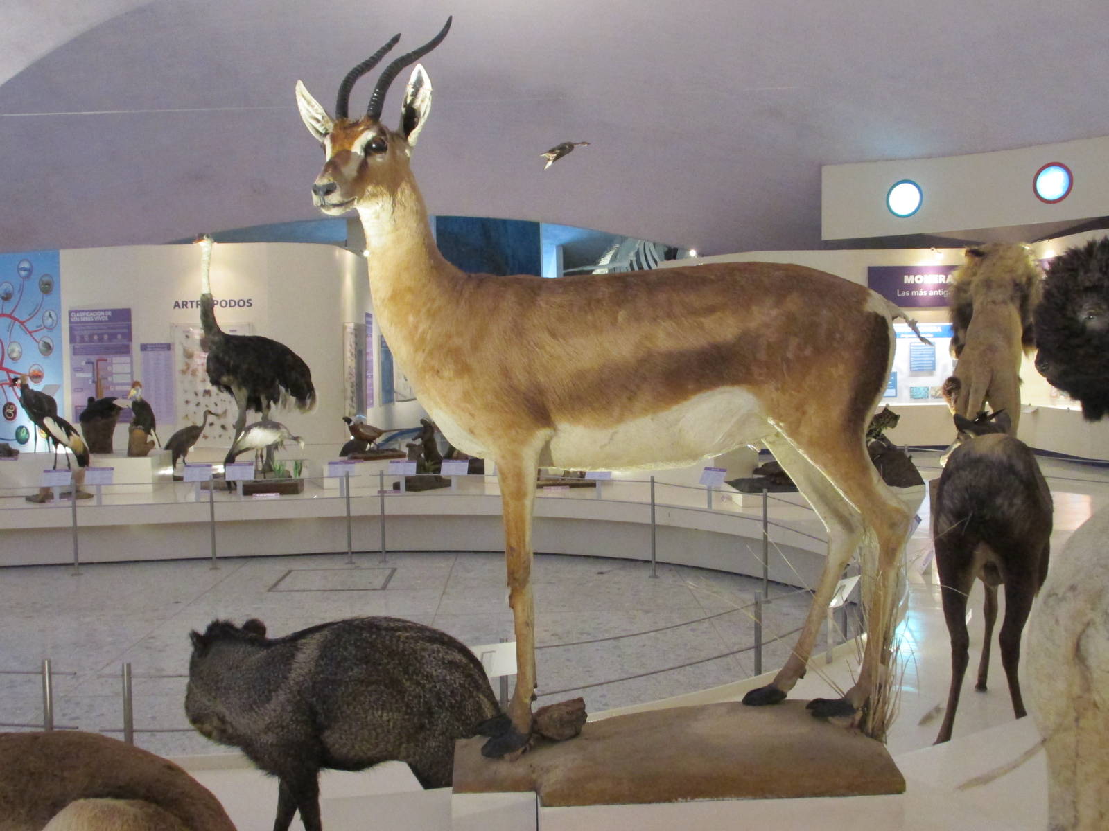 grant?s gazelle museo de historia natural