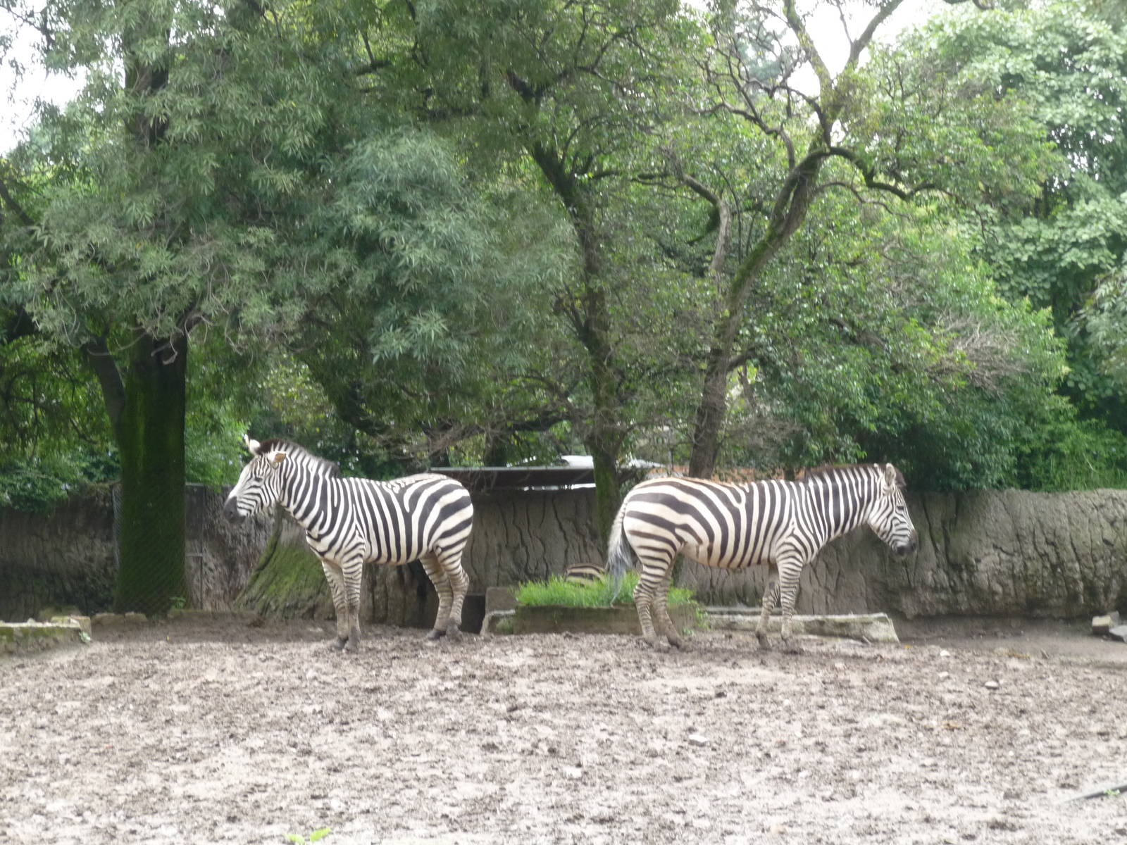 grant`s zebra chapultepec zoo