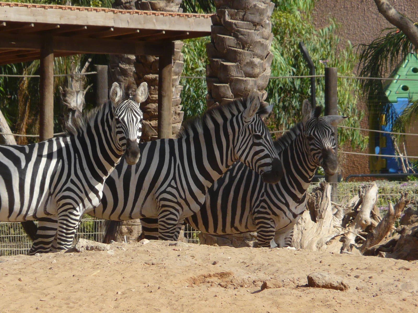 Grant`s zebra/ Equus burchellii boehmi