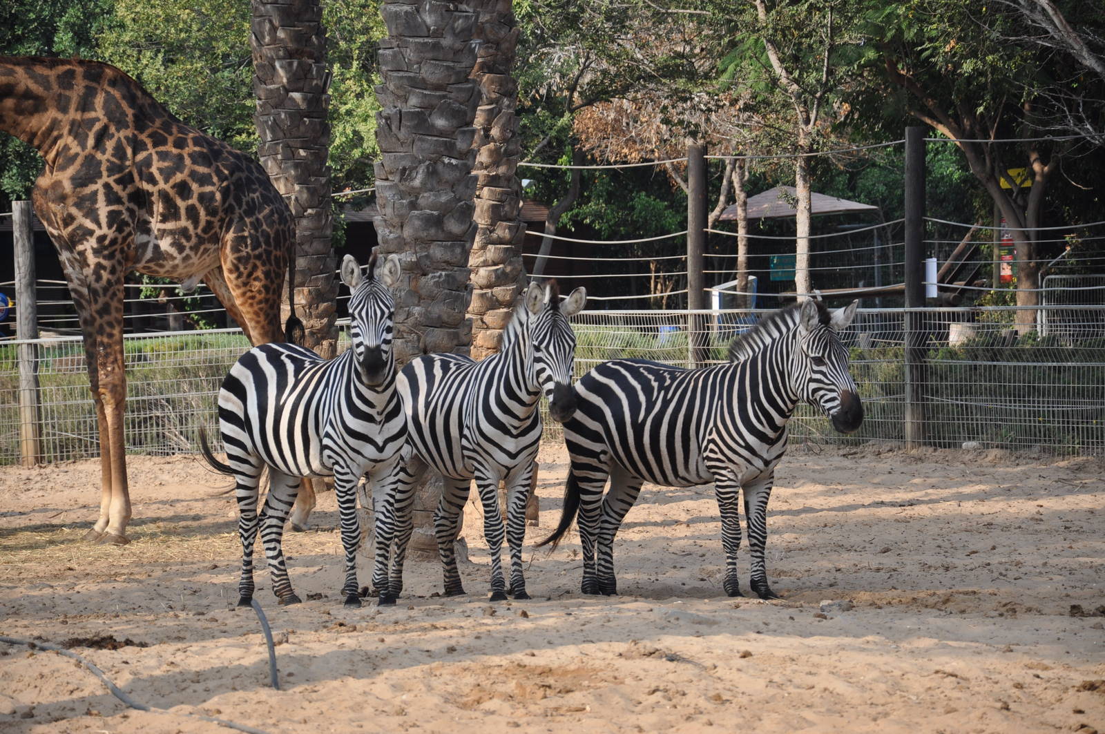 Grant`s zebra/ Equus burchellii boehmi