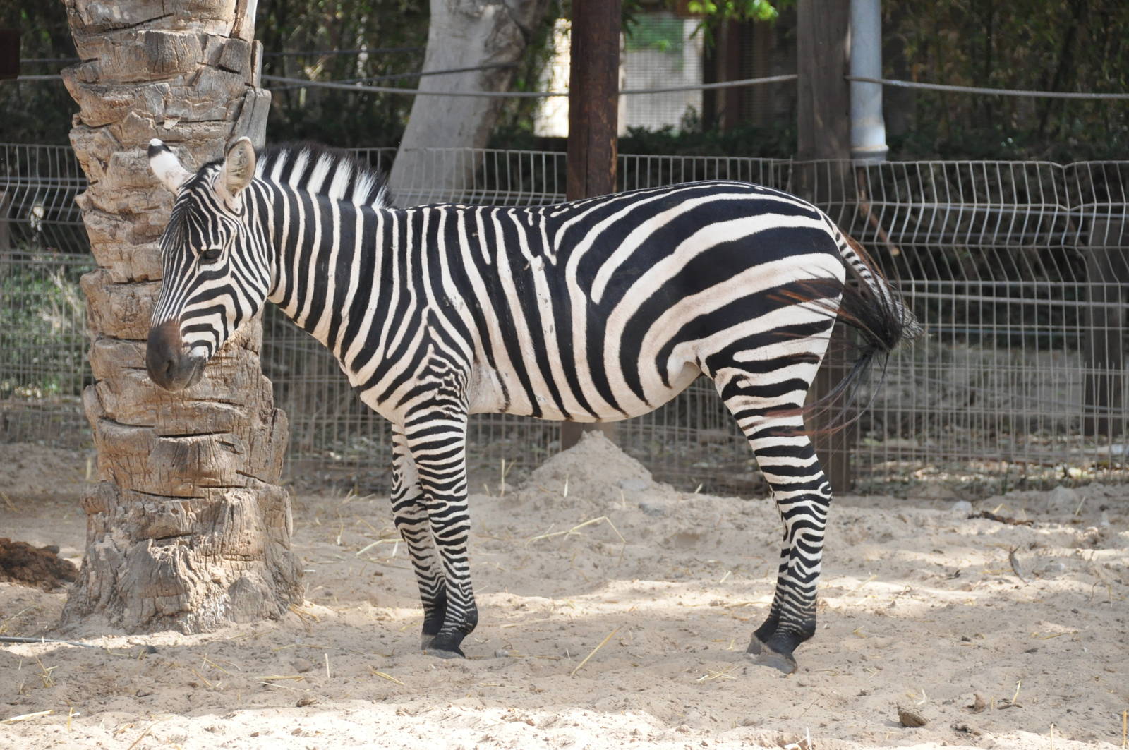 Grant`s zebra/ Equus burchellii boehmi