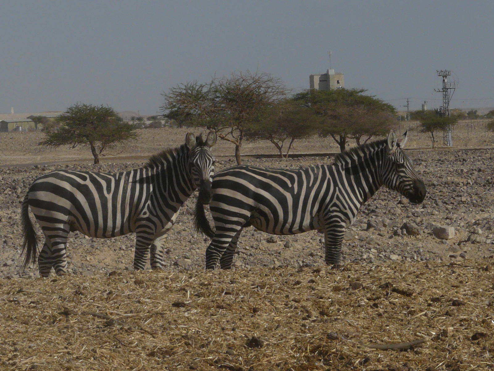 Grant`s zebra/ Equus burchellii boehmi