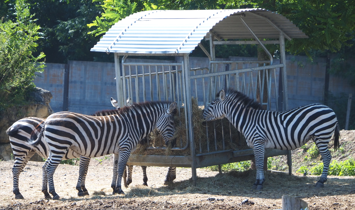 Grant`s zebra (Equus quagga boehmi), 2021-09-02