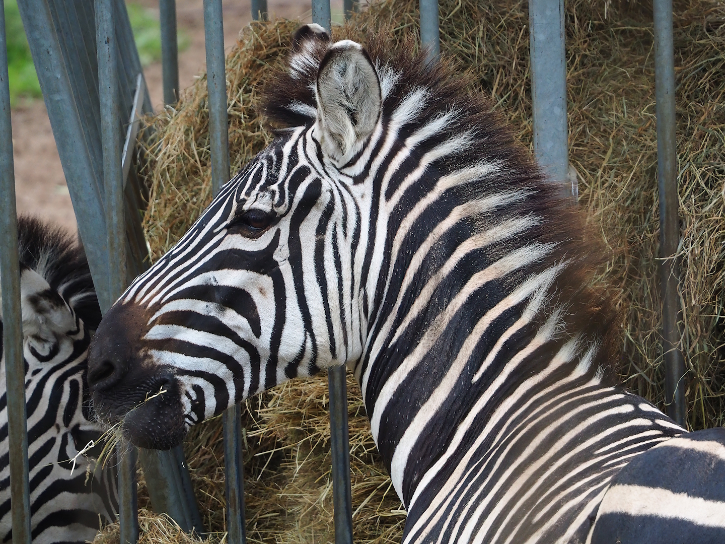 Grant`s zebra (Equus quagga boehmi), 2023-10-13
