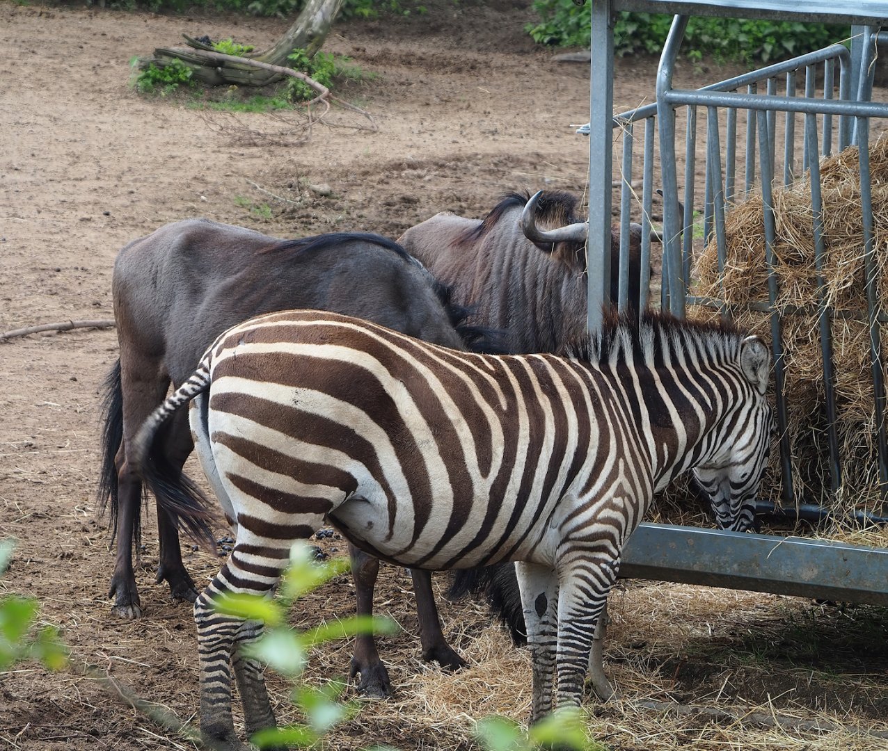 Grant`s zebra (Equus quagga boehmi) and Blue wildebeest (Connochaetes taurinus taurinus), 2023-05-15