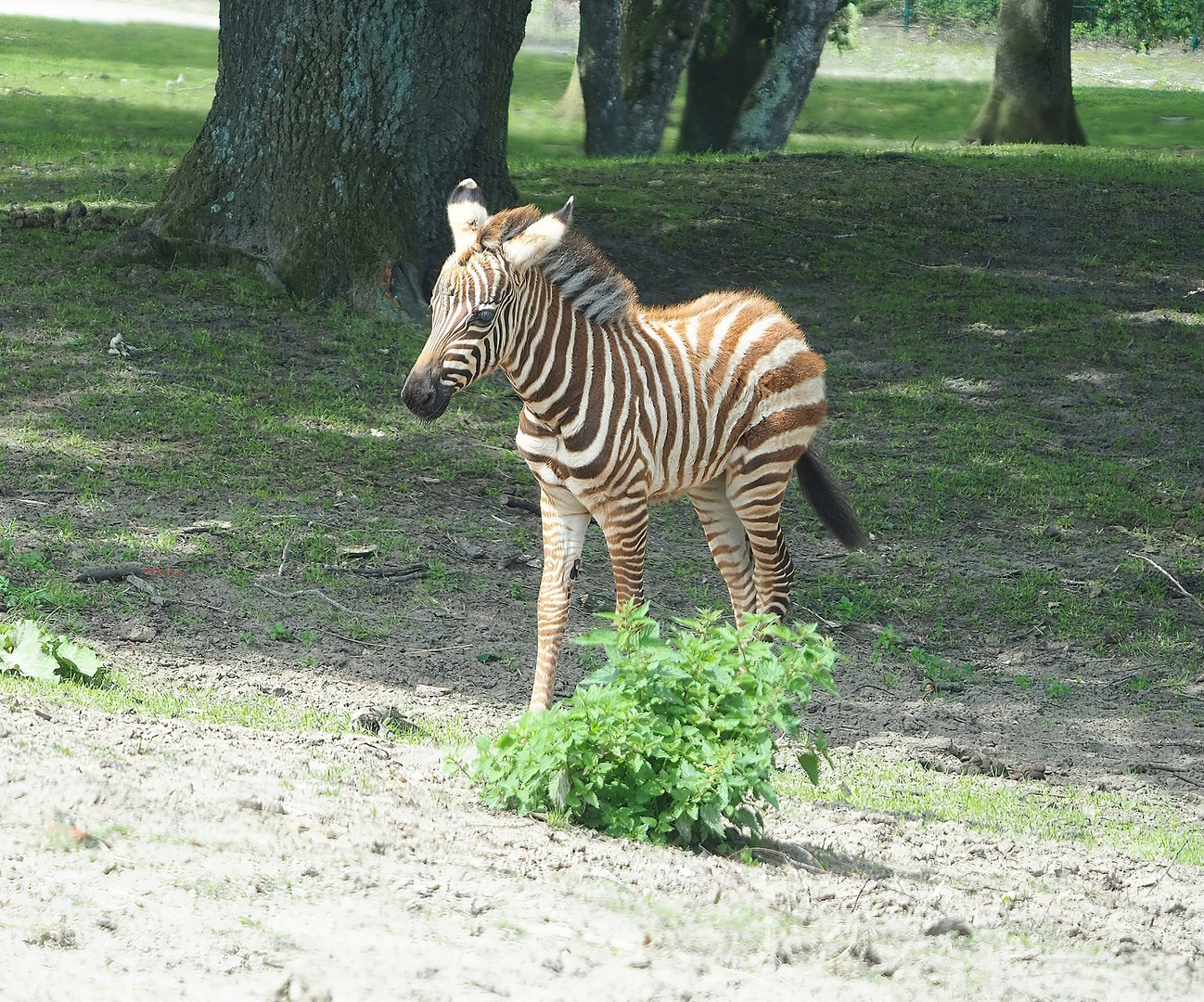 Grant`s zebra (Equus quagga boehmi) foal, 2022-06-12