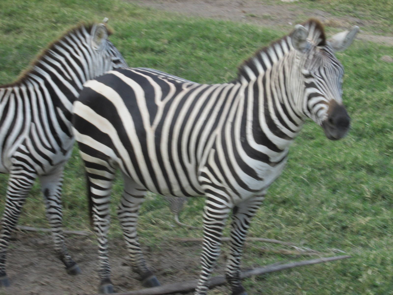 grant`s zebra guadalajara zoo