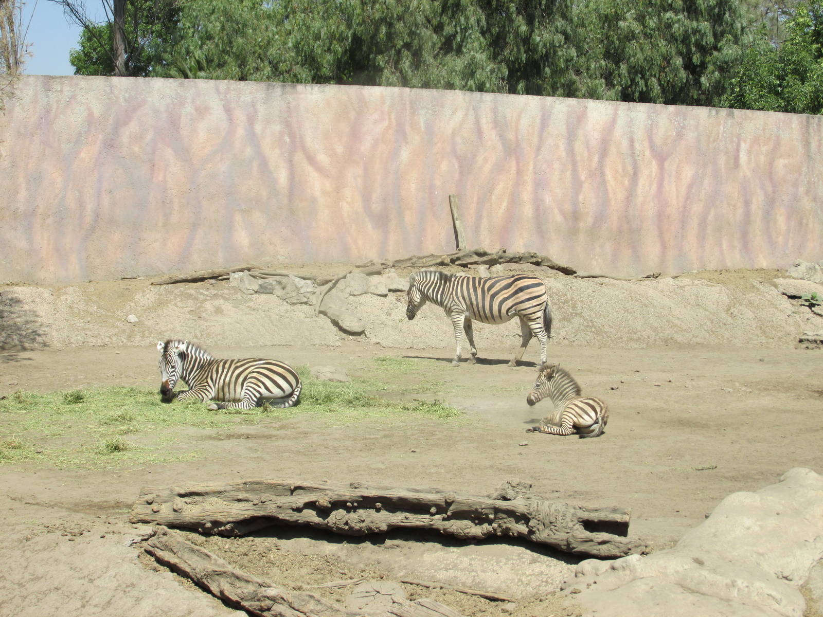 grant`s zebra san juan de aragon zoo