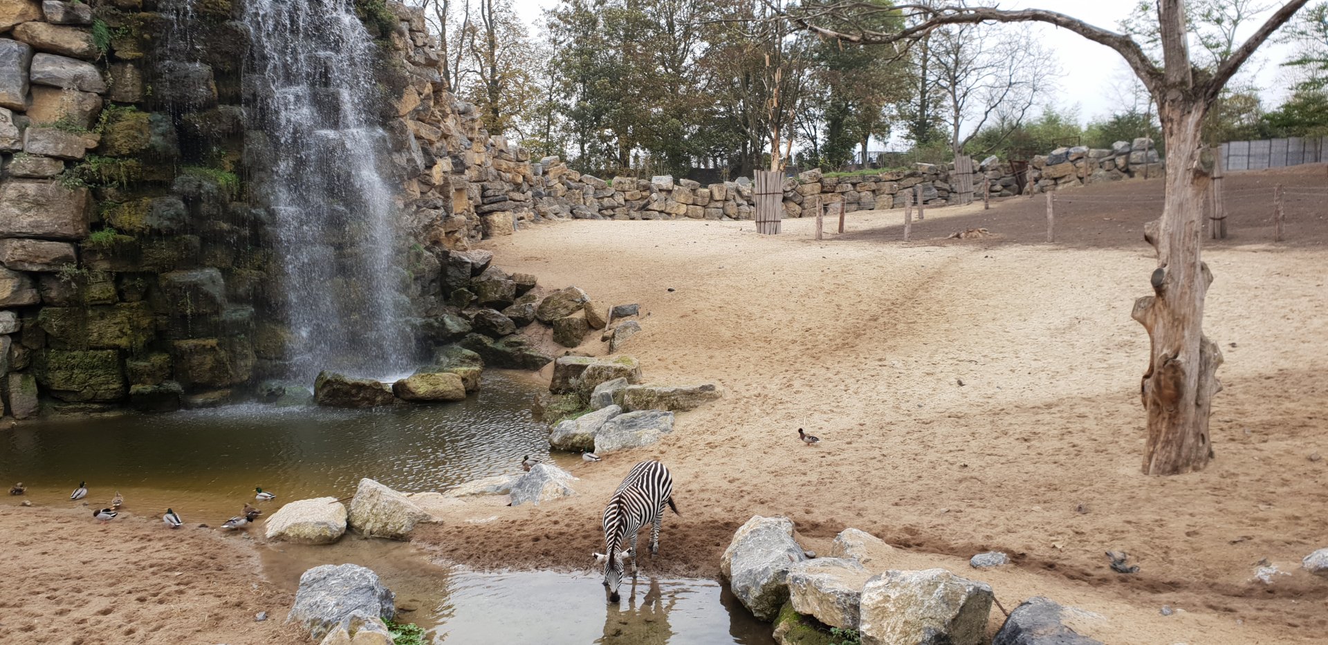 Grant`s zebra , The Land of Origins