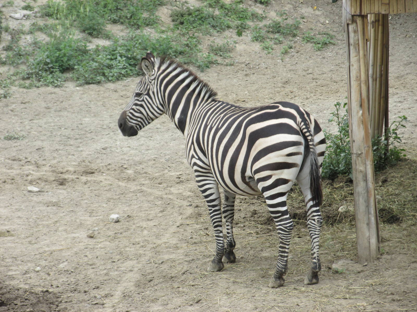 grant?s zebra zoologico del altiplano