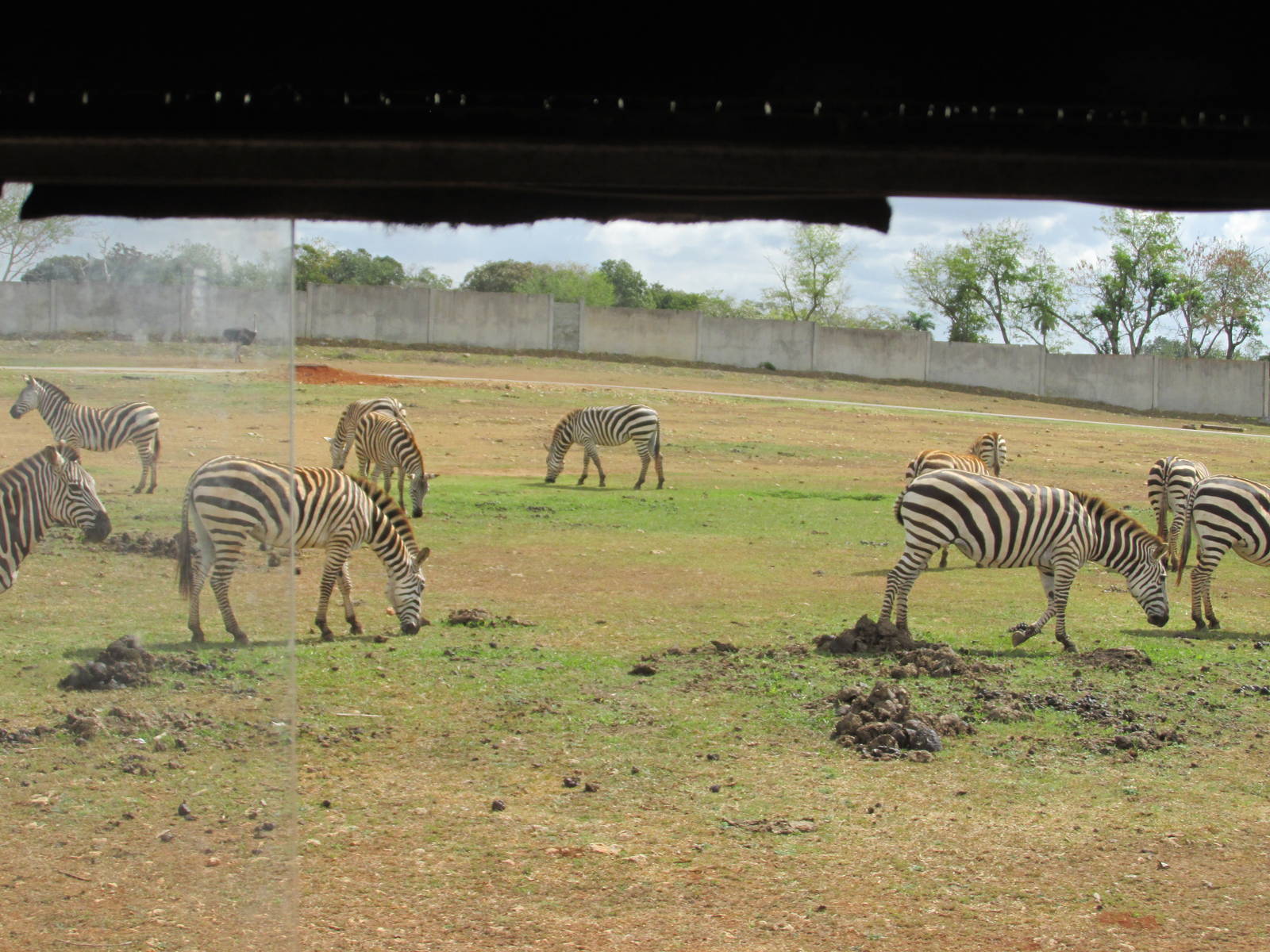 grant`s zebra zoologico nacional