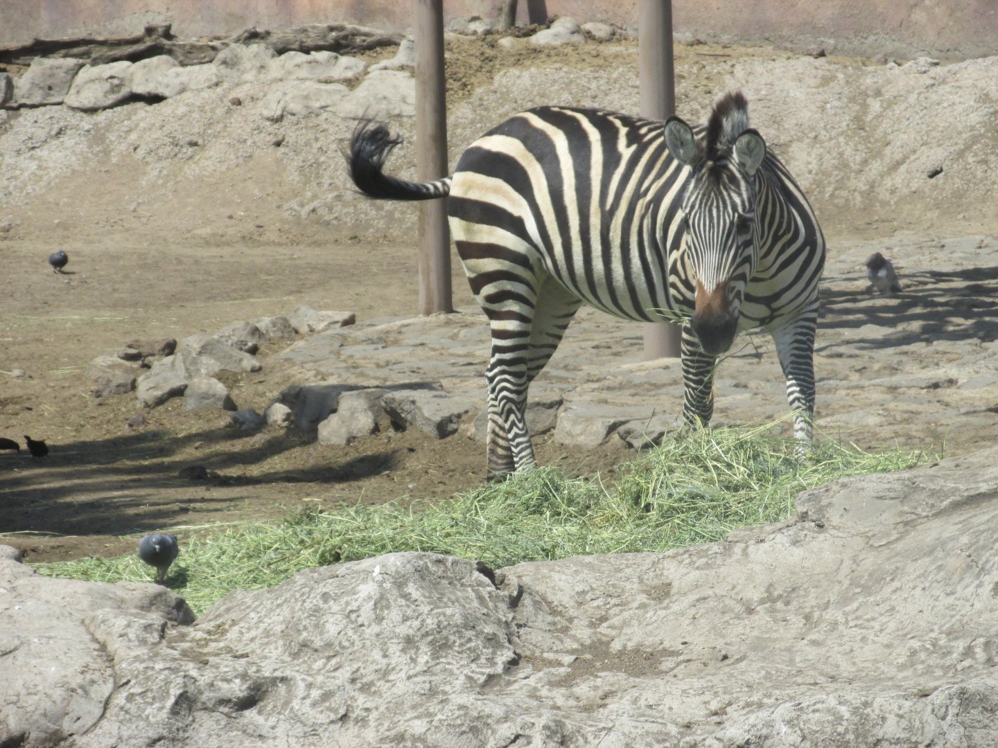 grant´s zebra