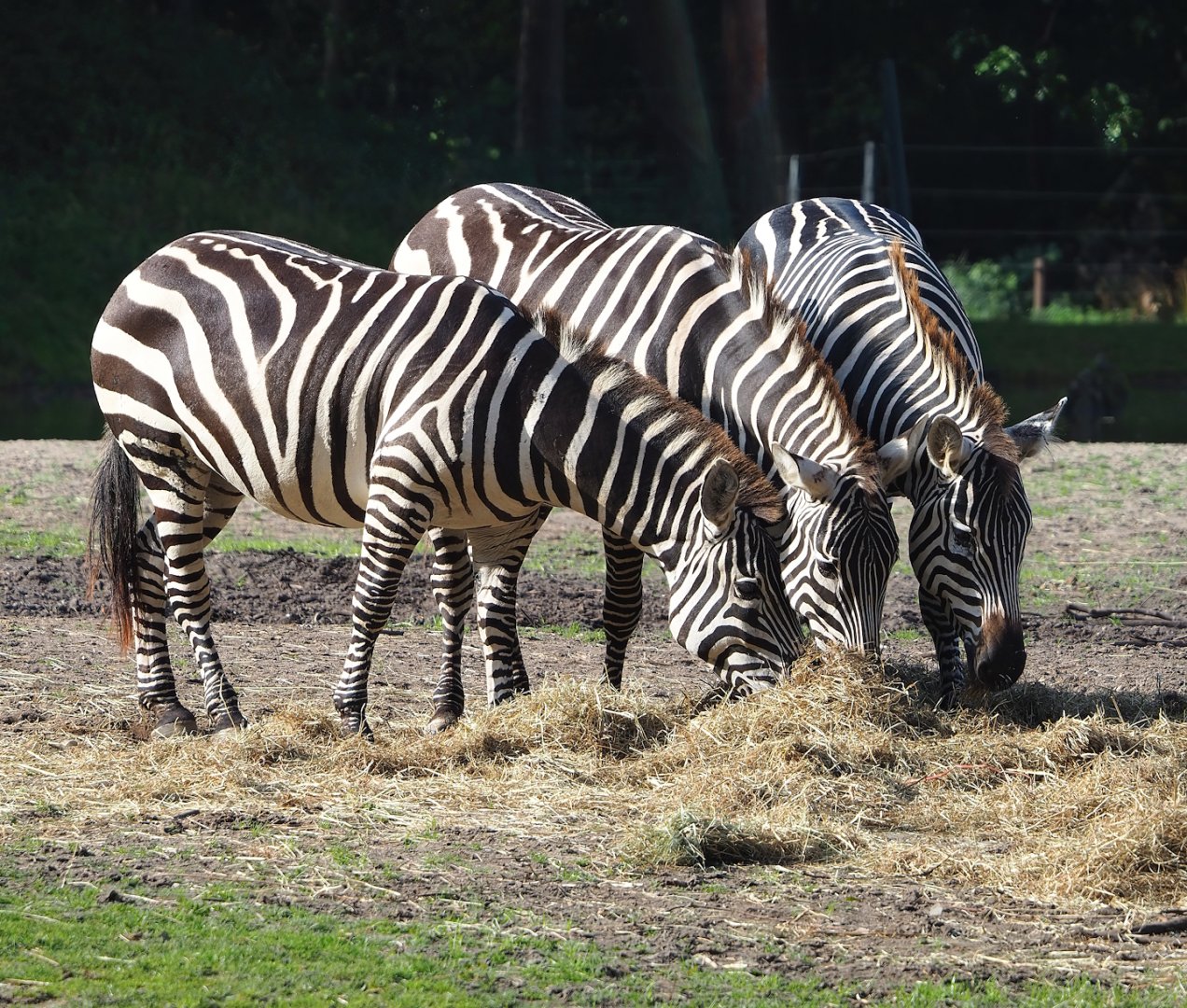 Grant`s zebras (Equus quagga boehmi), 2023-10-07