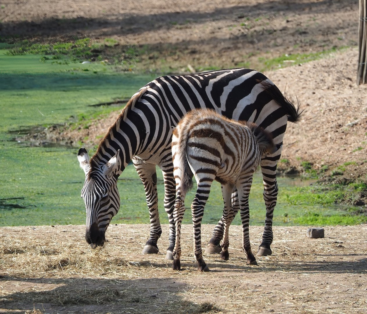 Grant`s zebras (Equus quagga boehmi), 2023-10-07