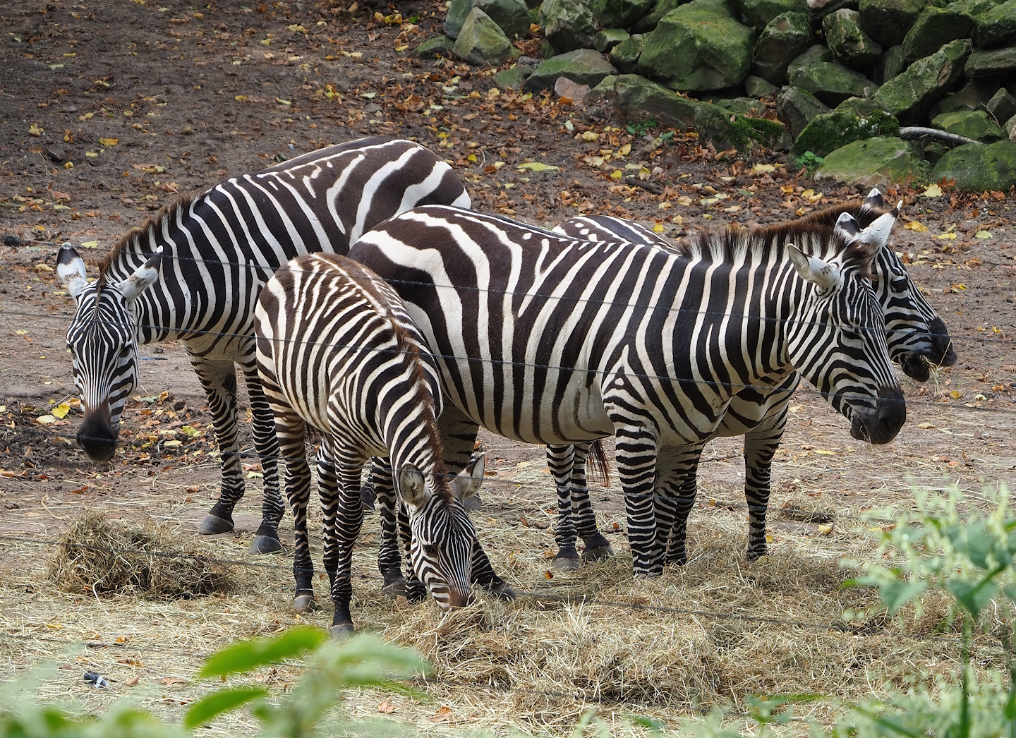 Grant`s zebras (Equus quagga boehmi), 2023-10-07