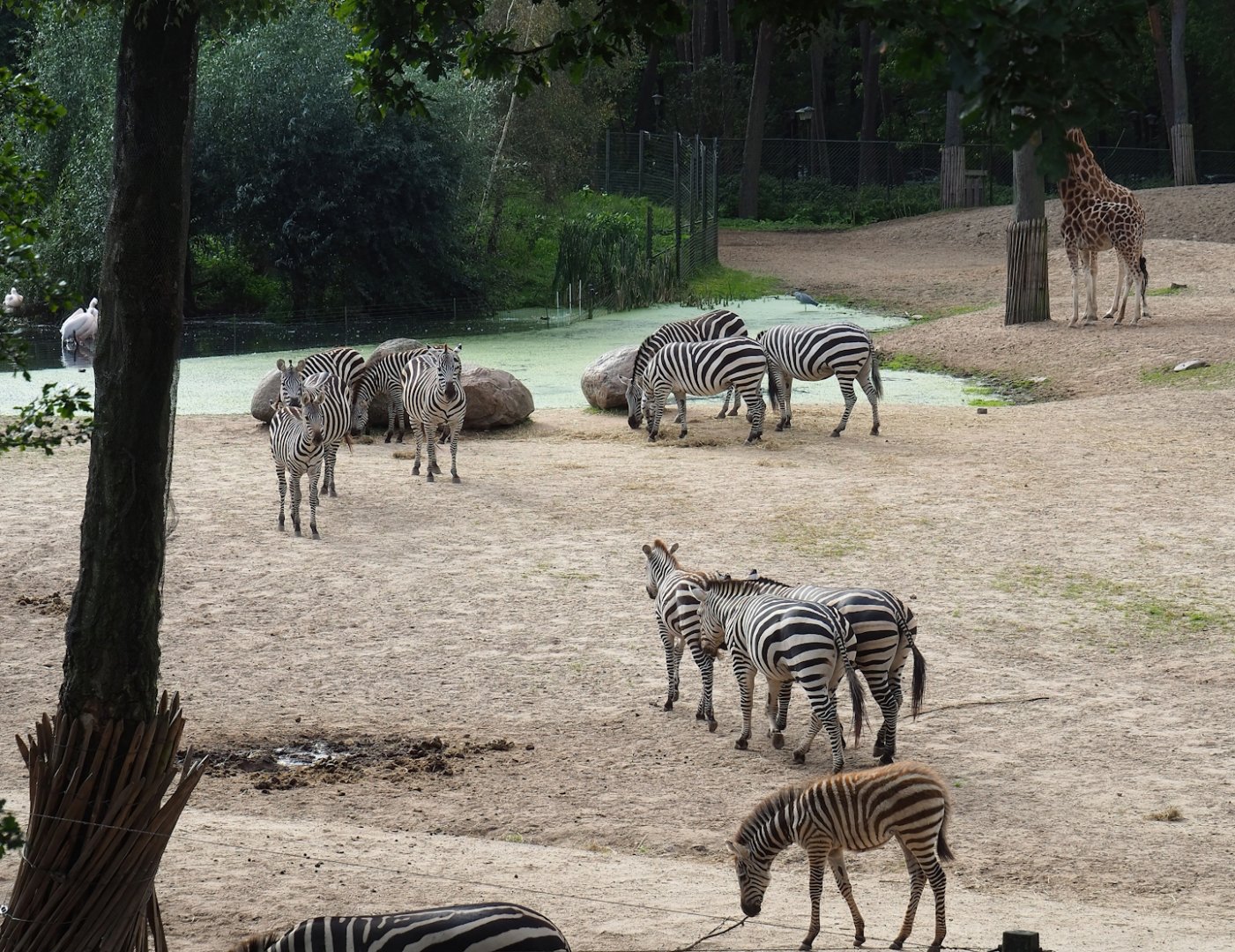 Grant`s zebras (Equus quagga boehmi), 2023-10-07