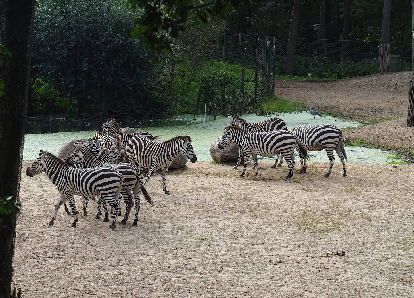 Grant`s zebras (Equus quagga boehmi), 2023-10-07