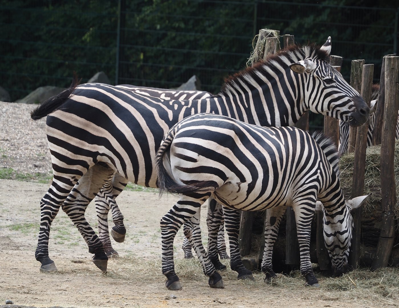 Grant`s zebras (Equus quagga boehmi), 2024-08-05