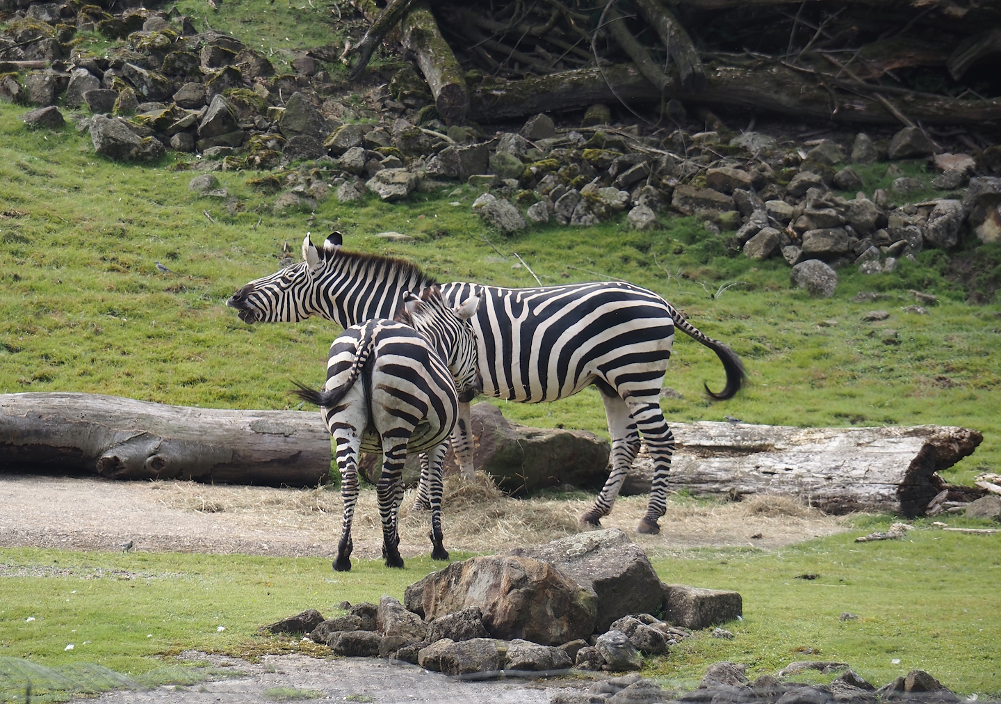 Grant`s zebras (Equus quagga boehmi), 2024-08-05
