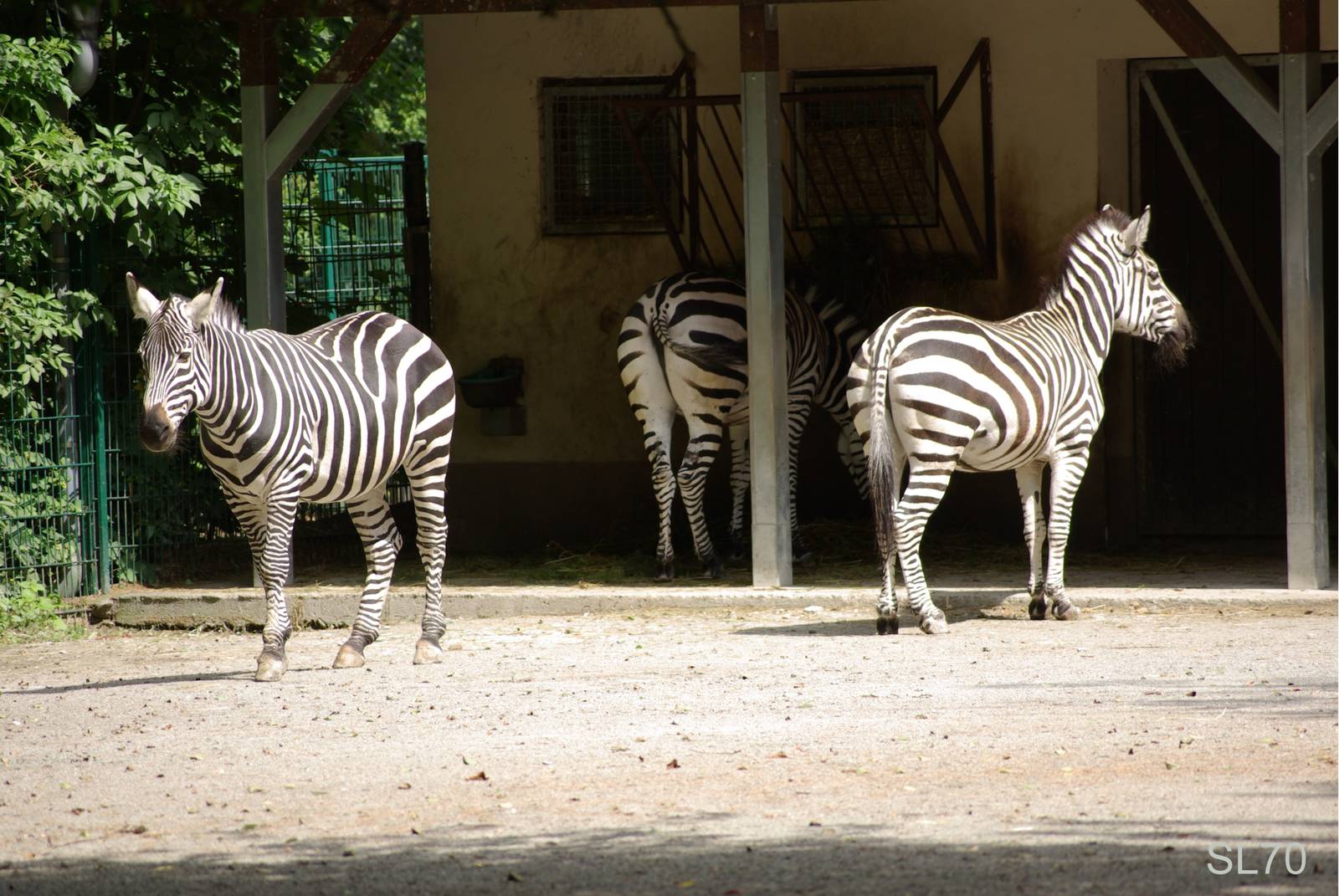 grant`s zebras