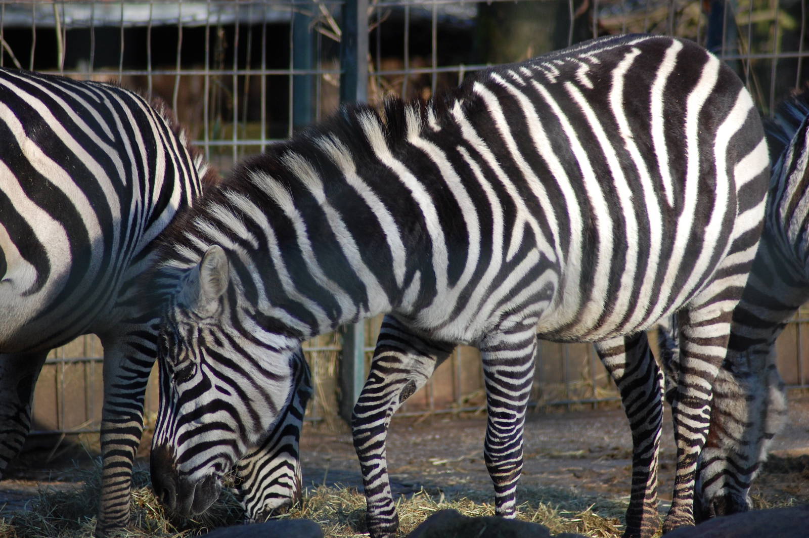 Grant Zebra 08-01-2011