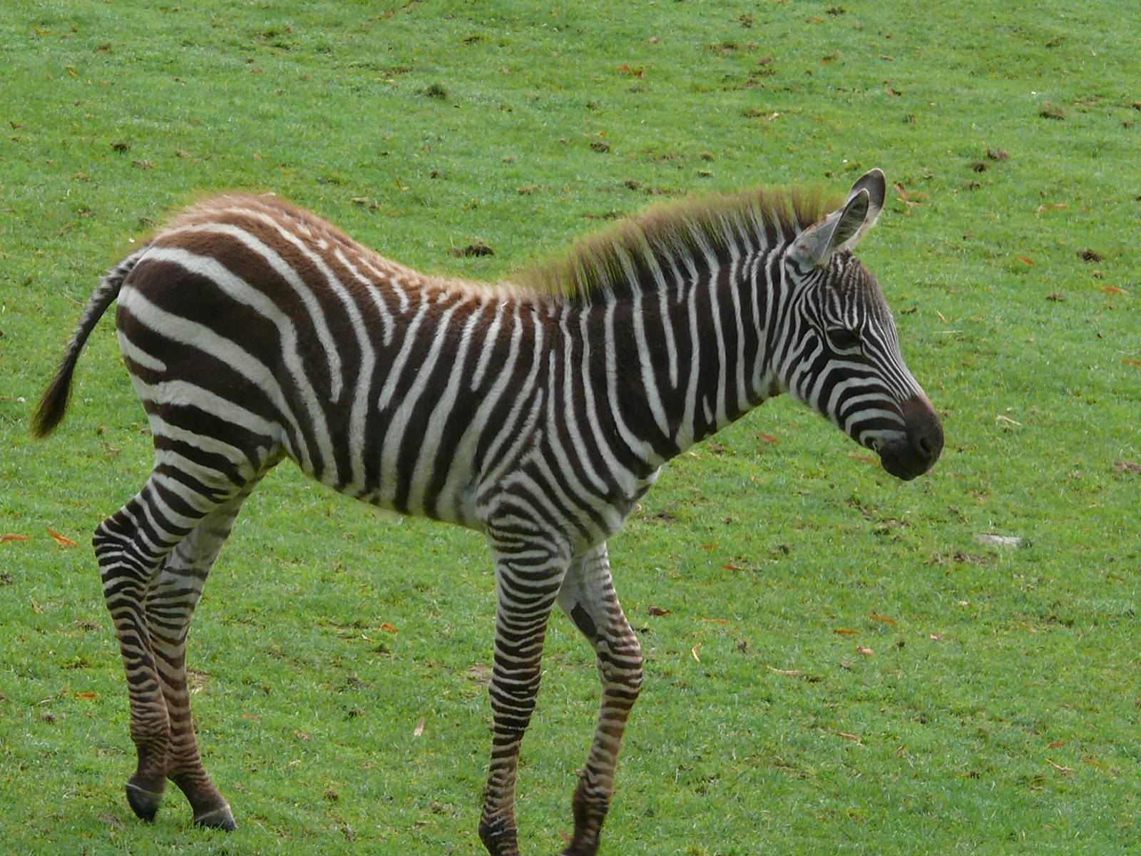Grant Zebra (Equus quagga boehmi)