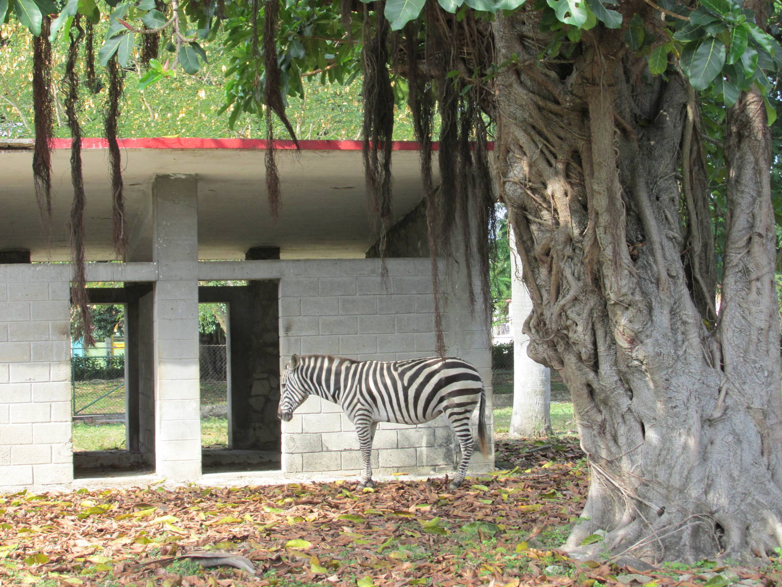 grant' zebra havana zoo