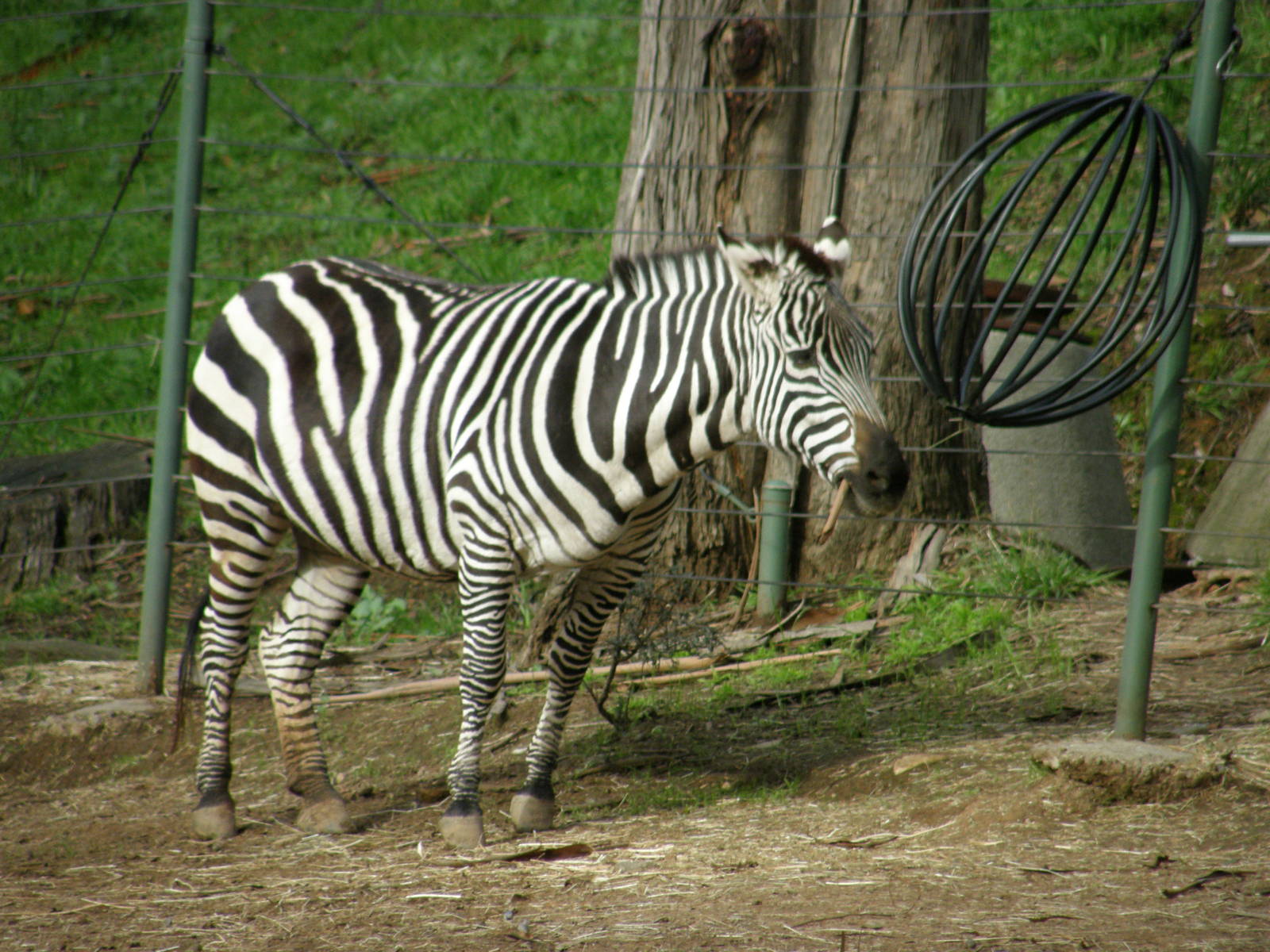 grant zebra