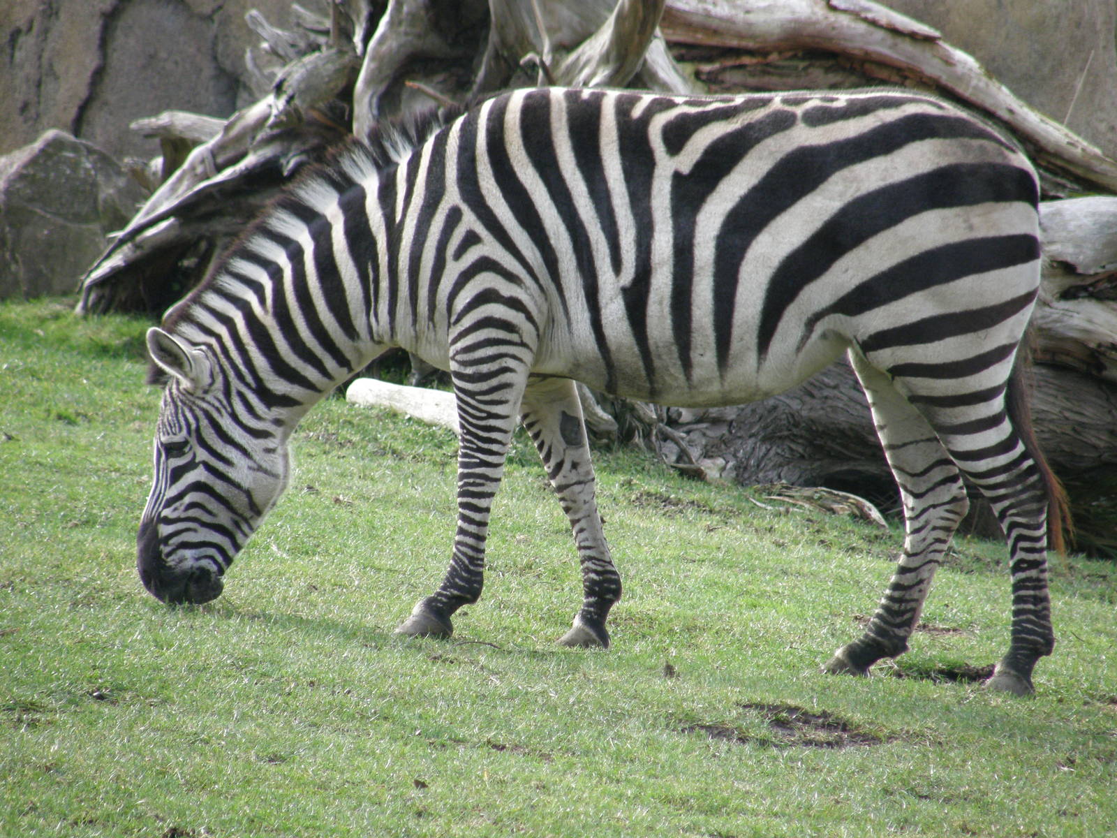 grant zebra
