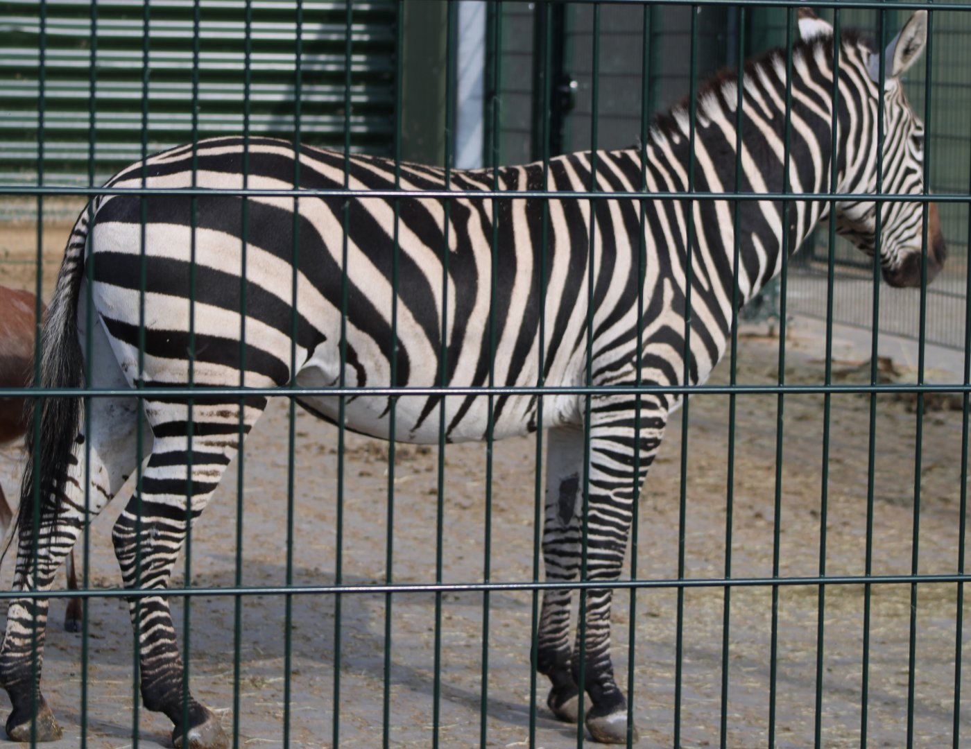 Grant zebra
