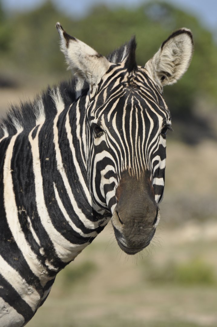 Grant zebra