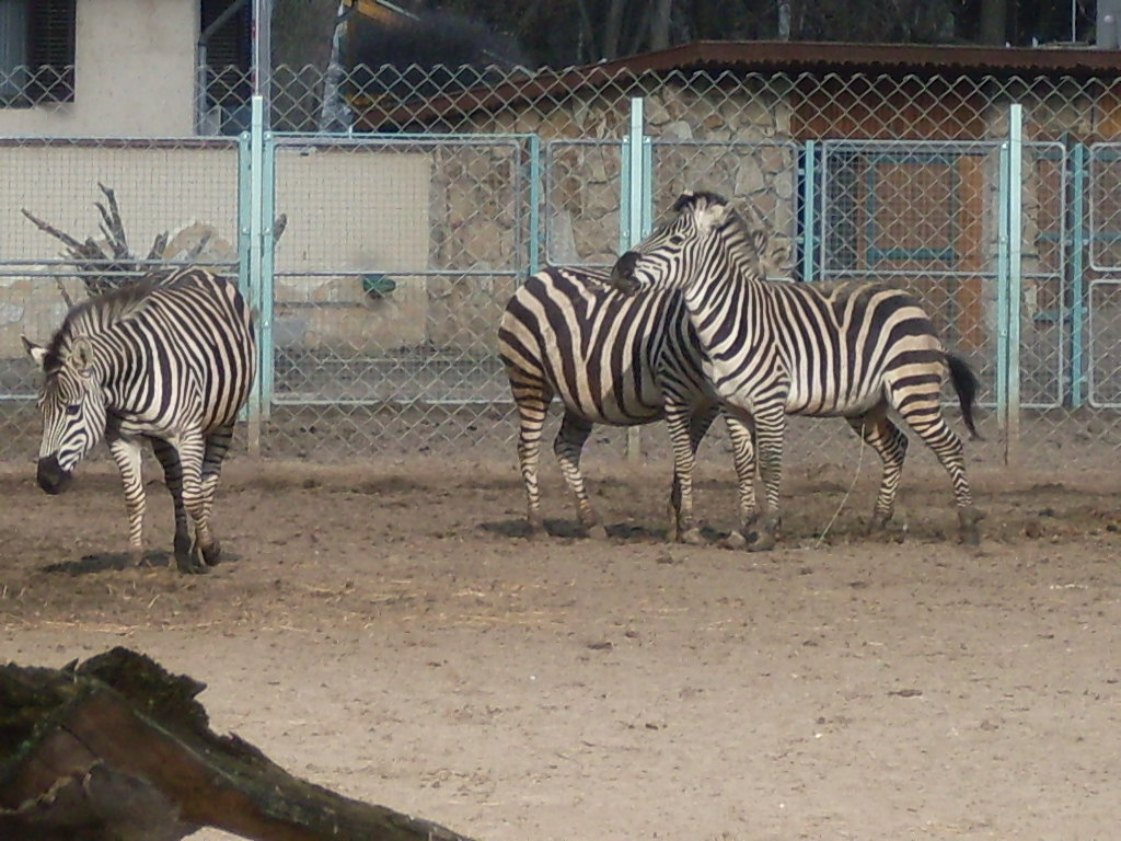 Grant zebra