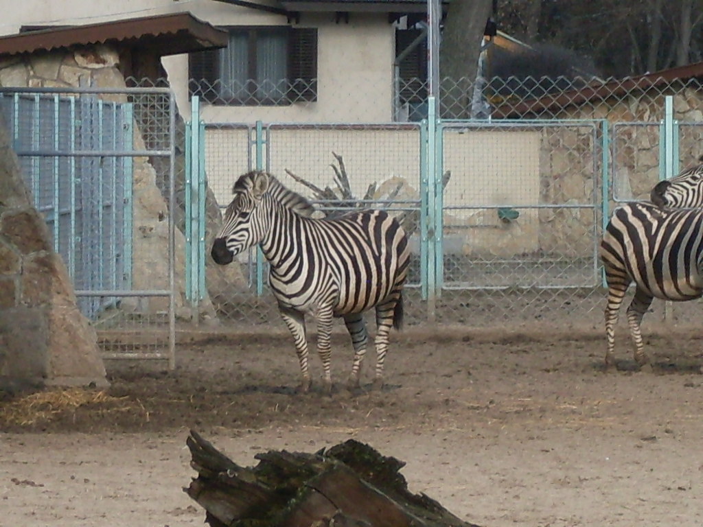 Grant zebra