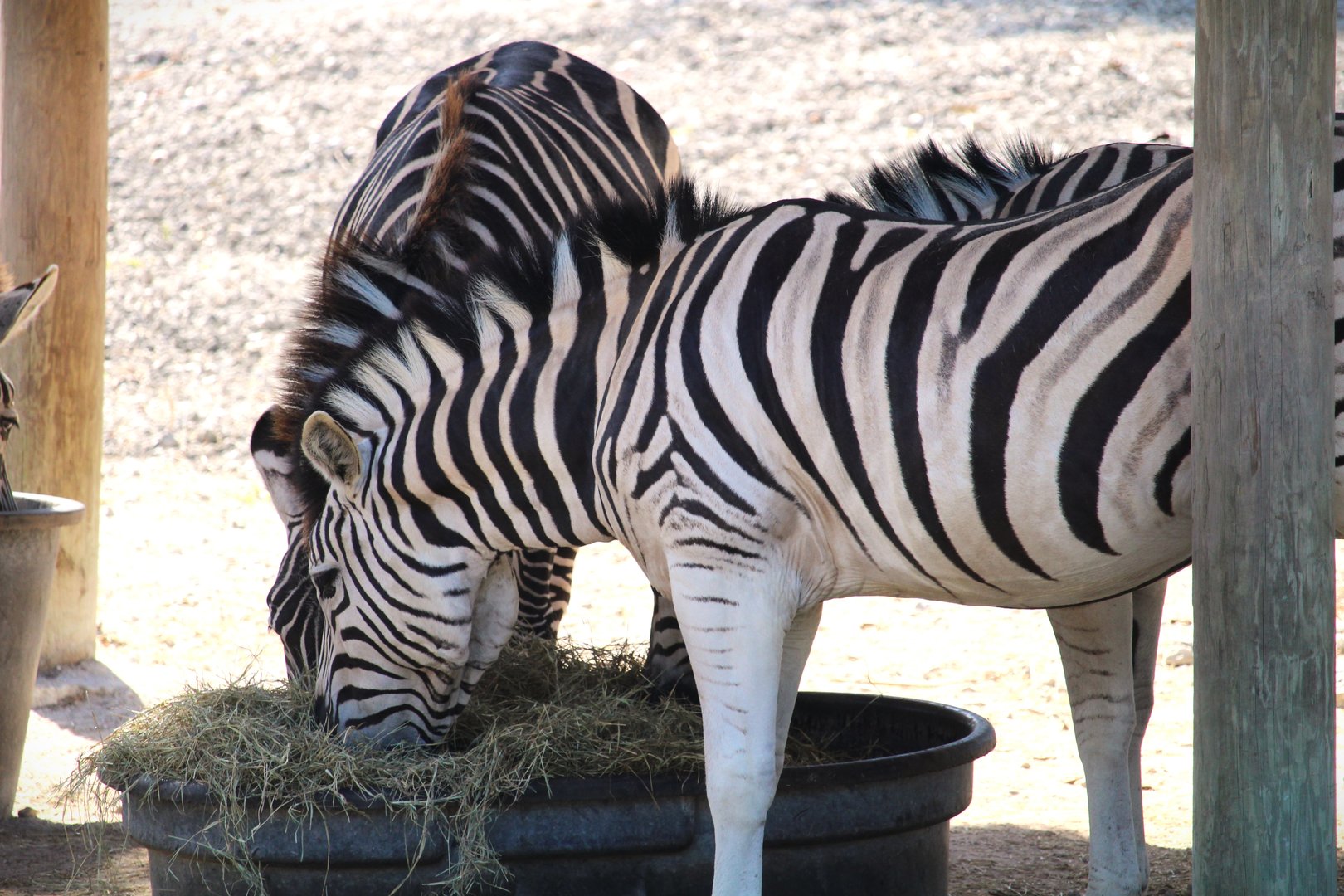 Grant's and Burchell's Zebras
