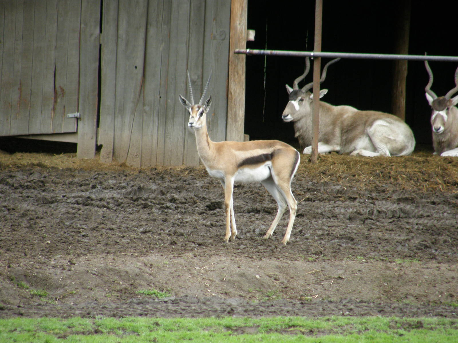 grants gazelle and addax