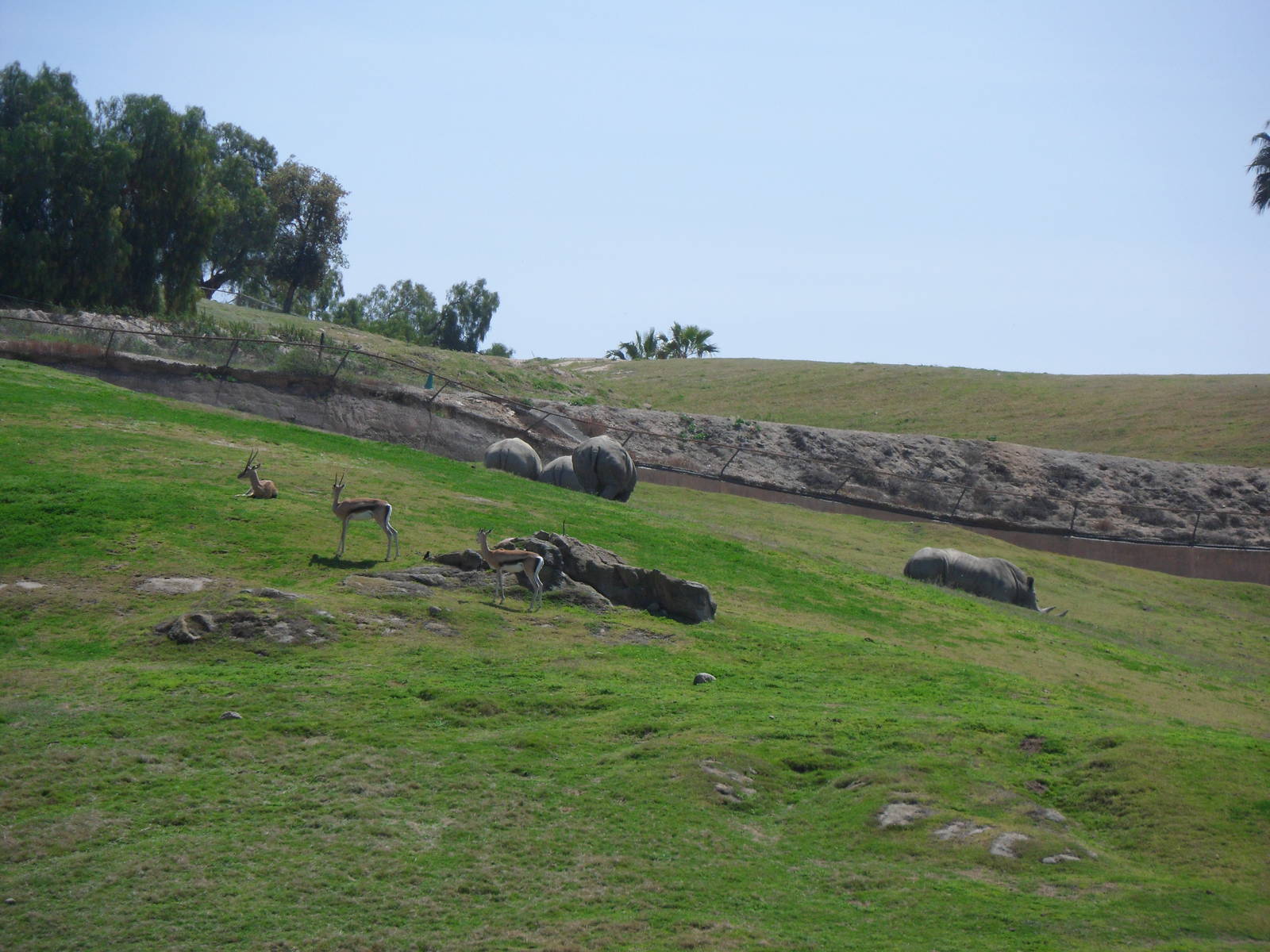 Grant's Gazelle and Southern White Rhinoceros