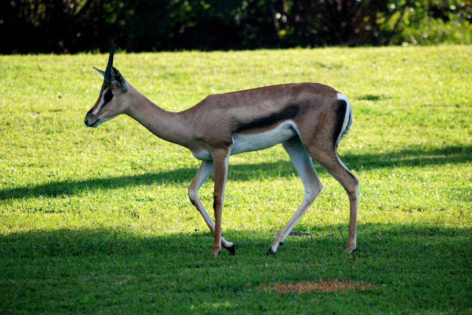 Grant's Gazelle at Miami, 12/10/13