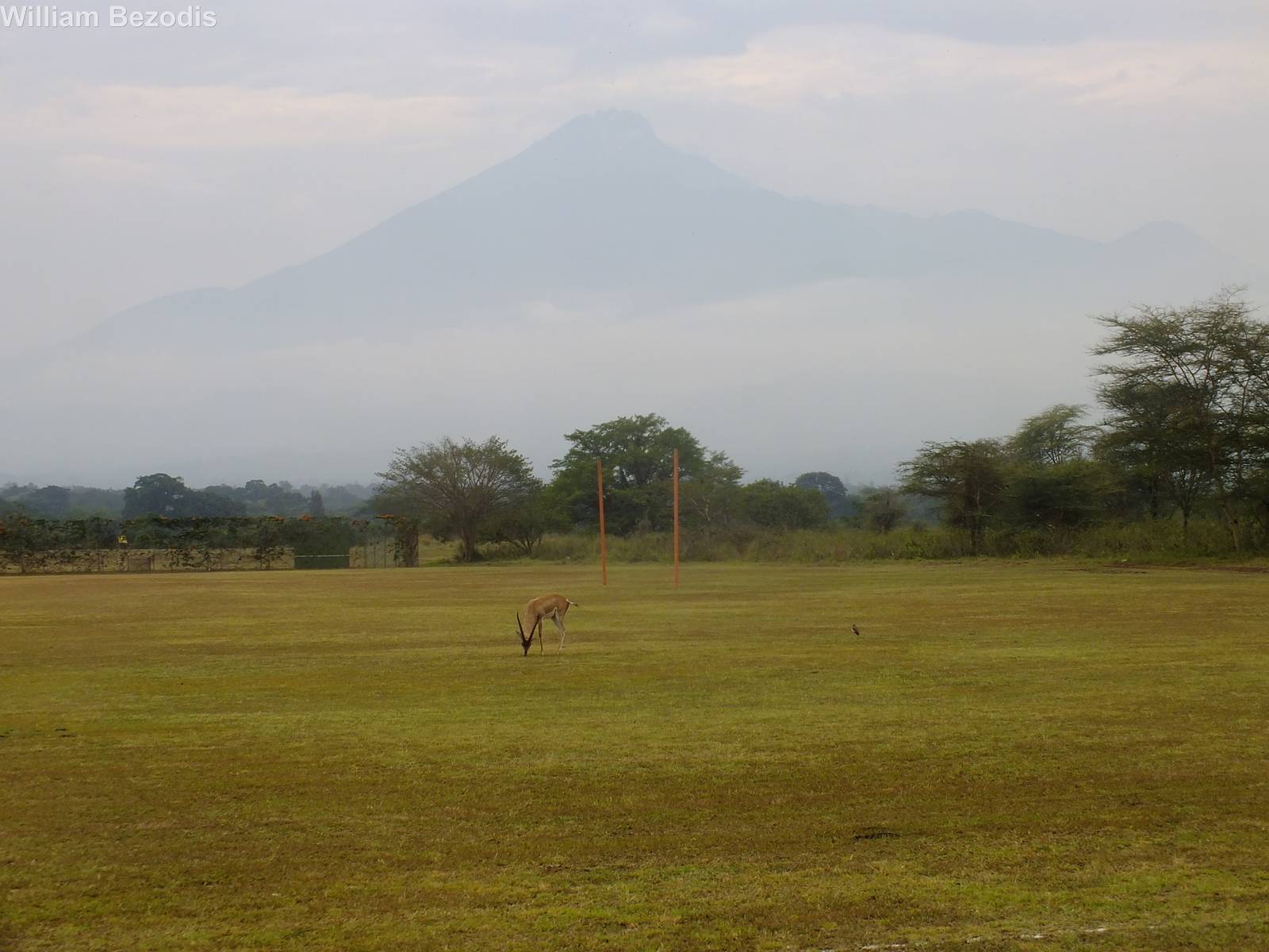 Grant's Gazelle, Crowned Lapwing and Mount Meru