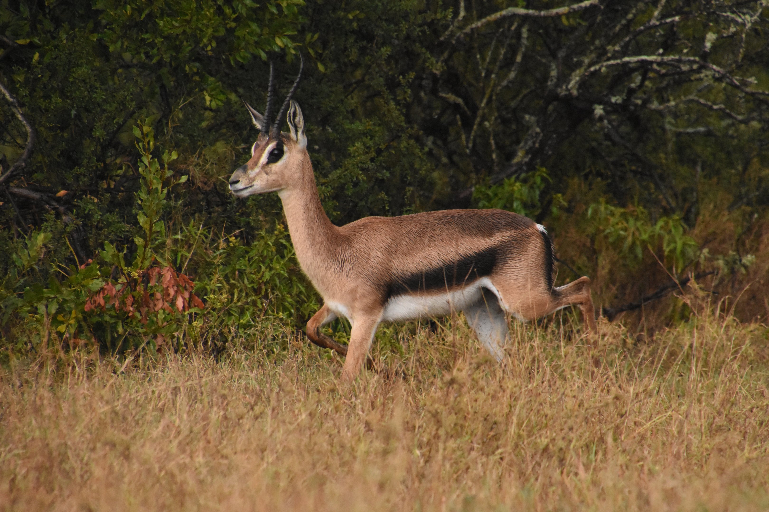 Grant's gazelle female