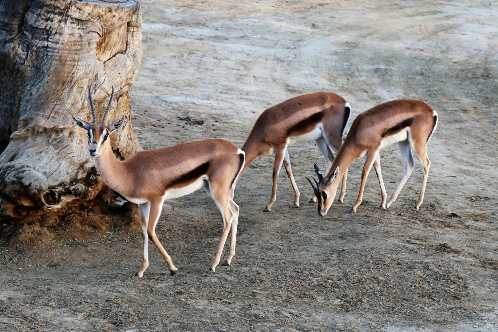 Grant's Gazelle (Nanger granti), December 2015