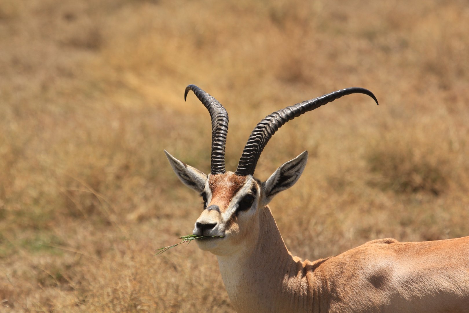 Grant‘s gazelle - Serengeti (September 2018)