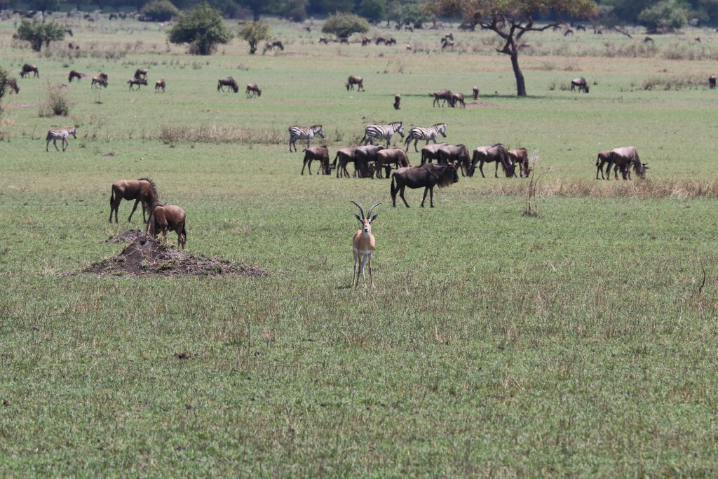Grants Gazelle, Wildebeest and Plains Zebra