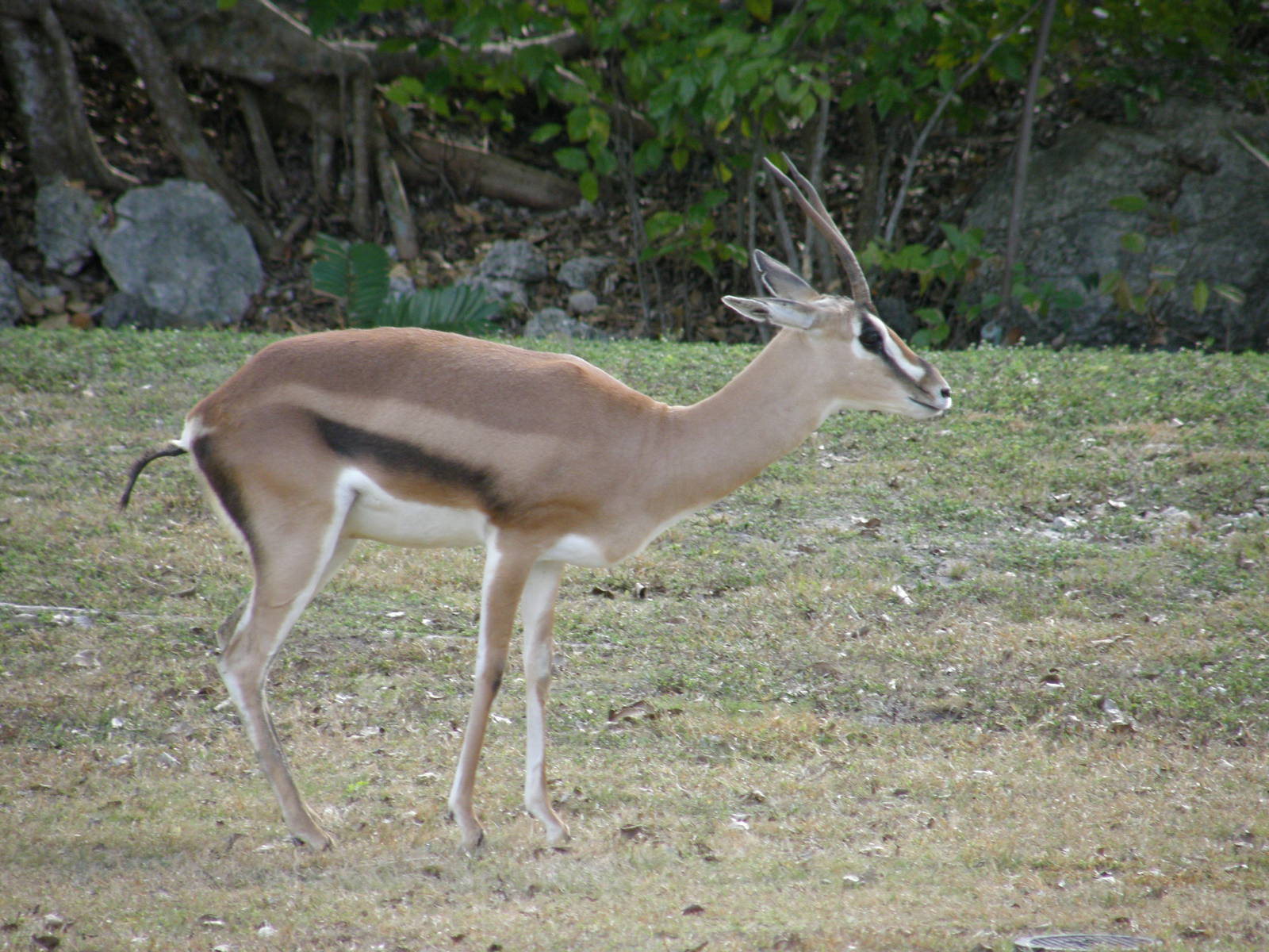 grants gazelle