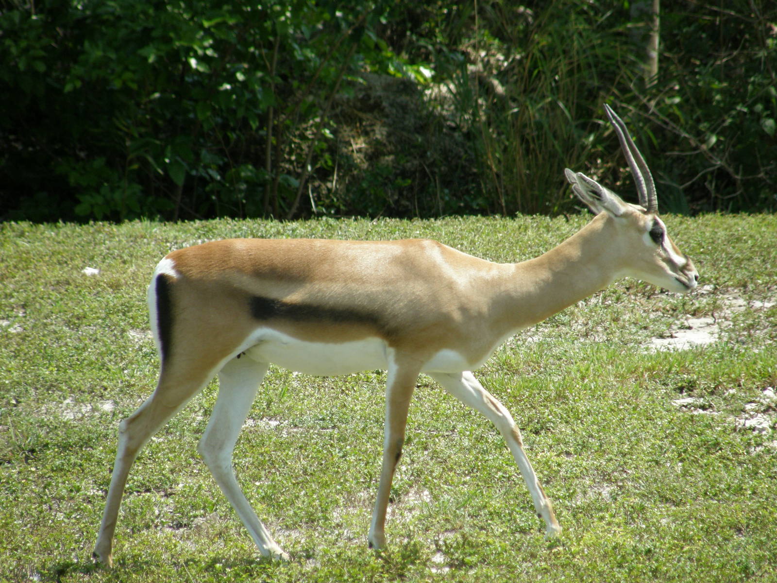 grants gazelle