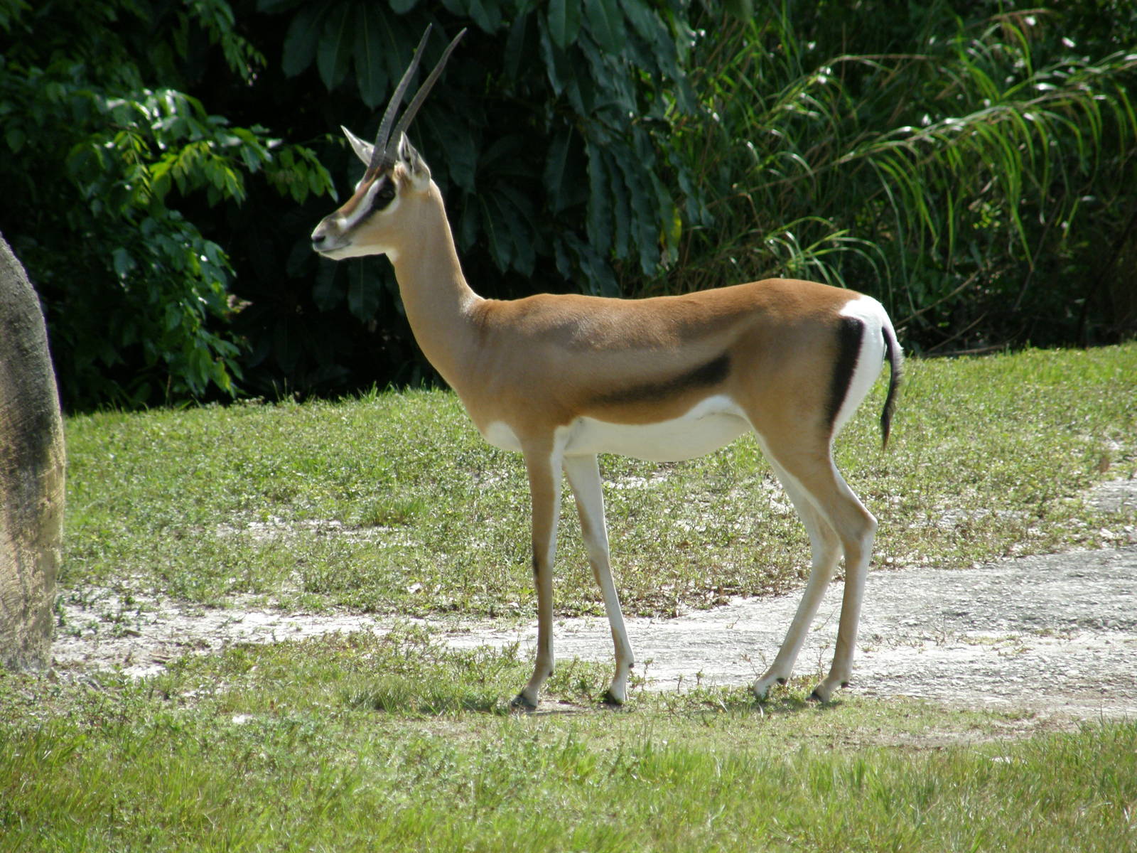 grants gazelle