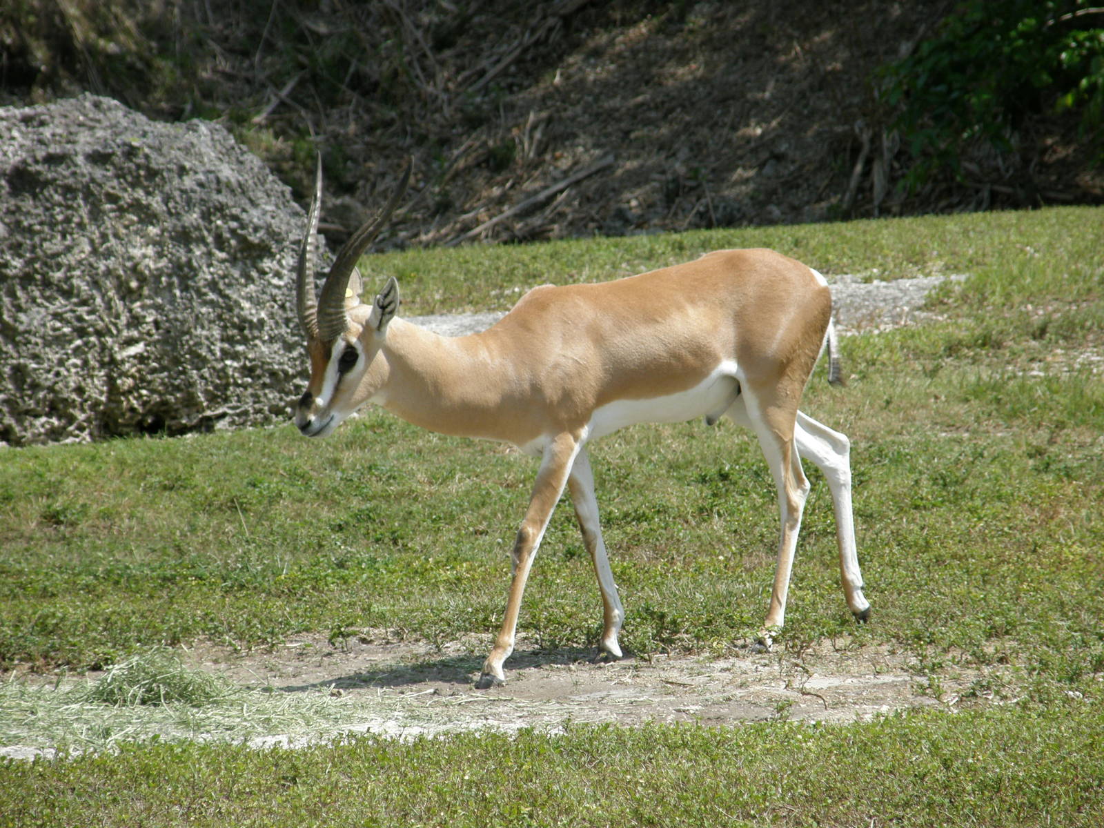 grants gazelle
