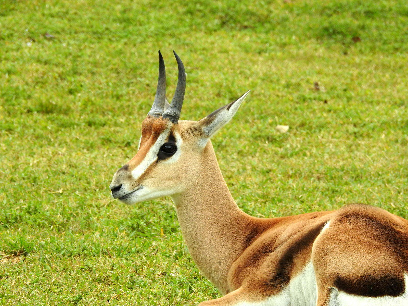 Grant's Gazelle