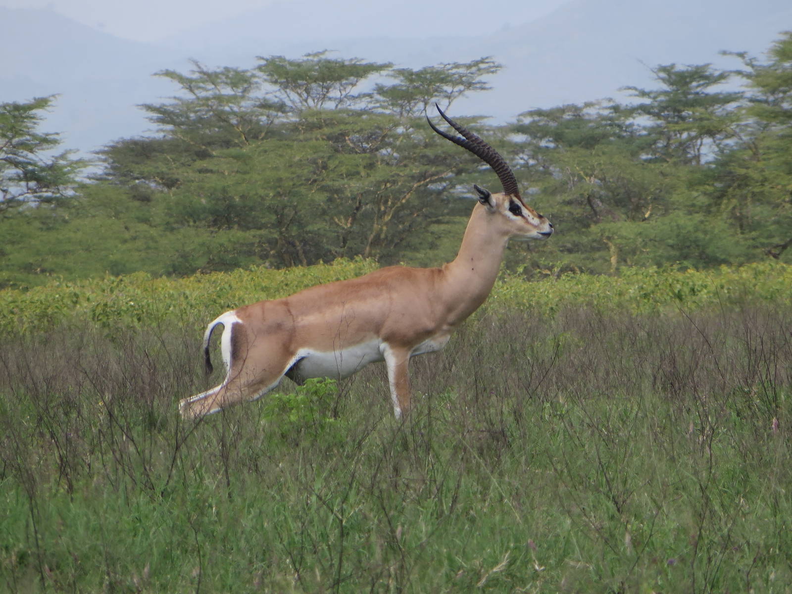 Grant's gazelle